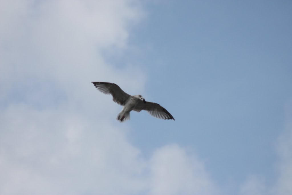 Oiseau plage cap grisnez by Gontrand Bayard