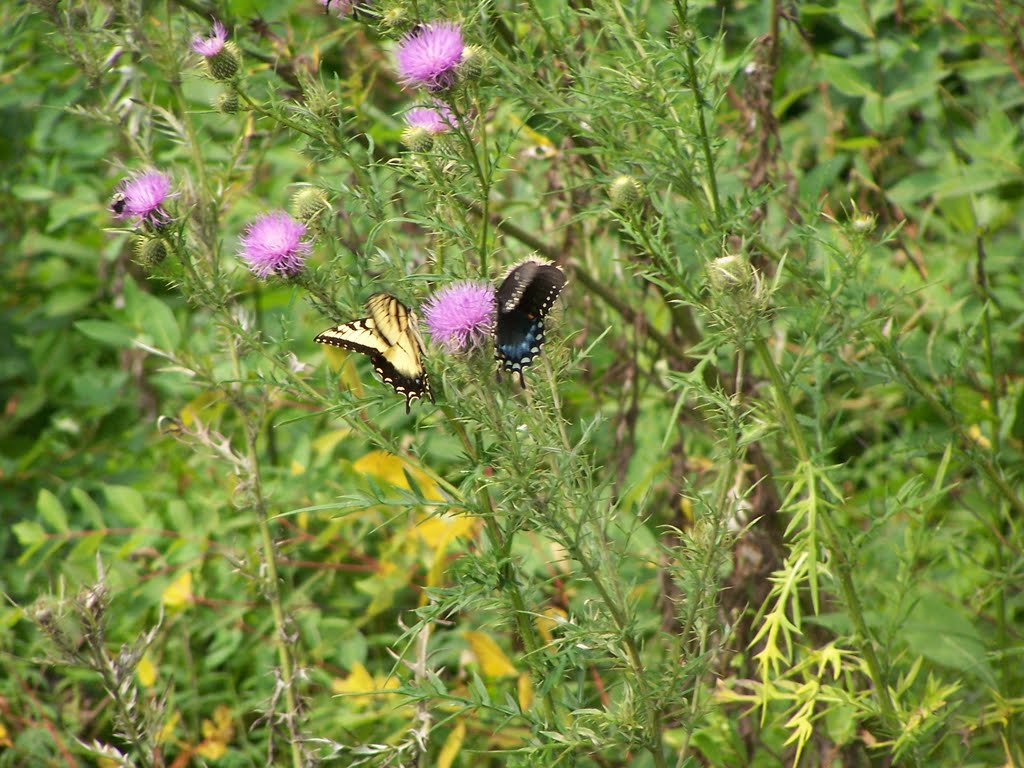 Butterflies on Skyland Drive, Virginia by Butterfly99