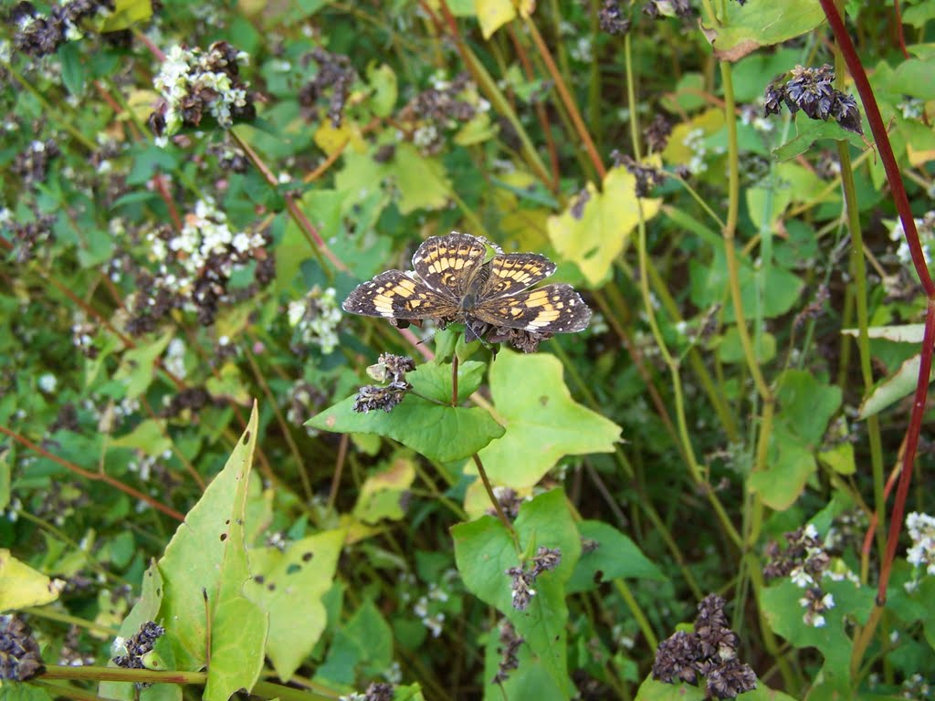 Butterflies on Buckwheat plant by Butterfly99