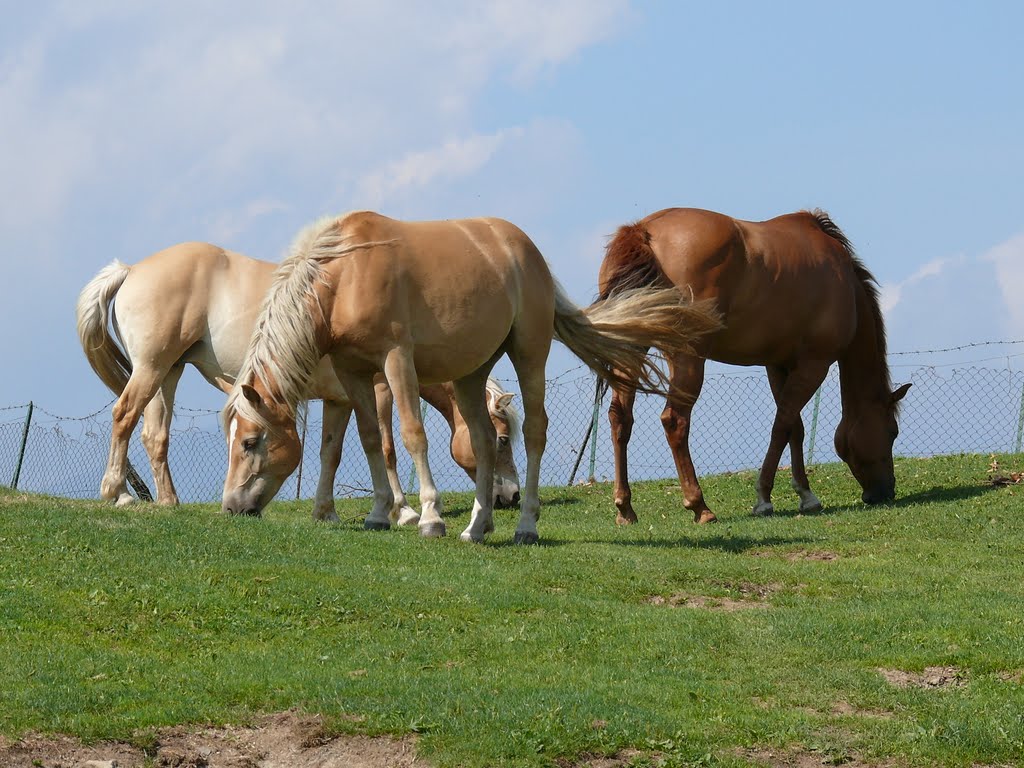 Cavalli sul monte Aguina (Zone) by pacj