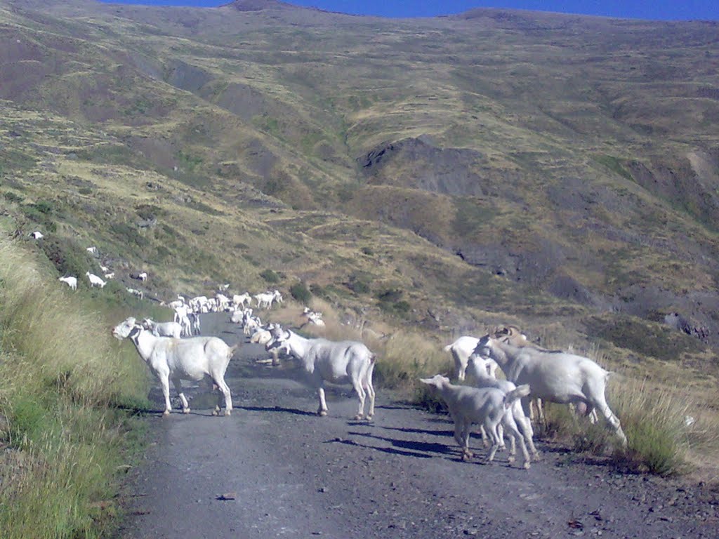 Cabras y cabritas en La Rinconada de Nigüelas by Pänta Rheî