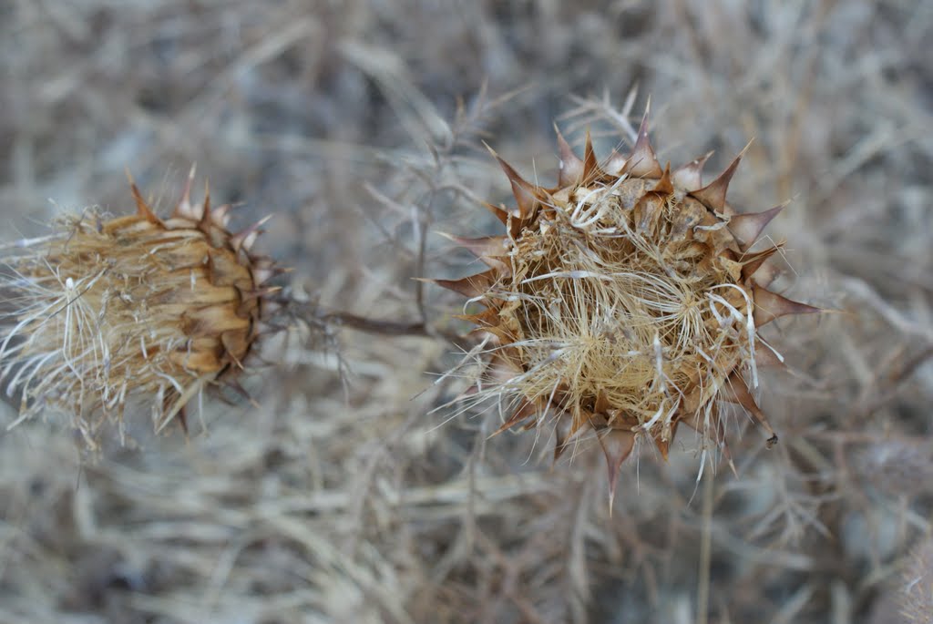 Dry flower by António Torres