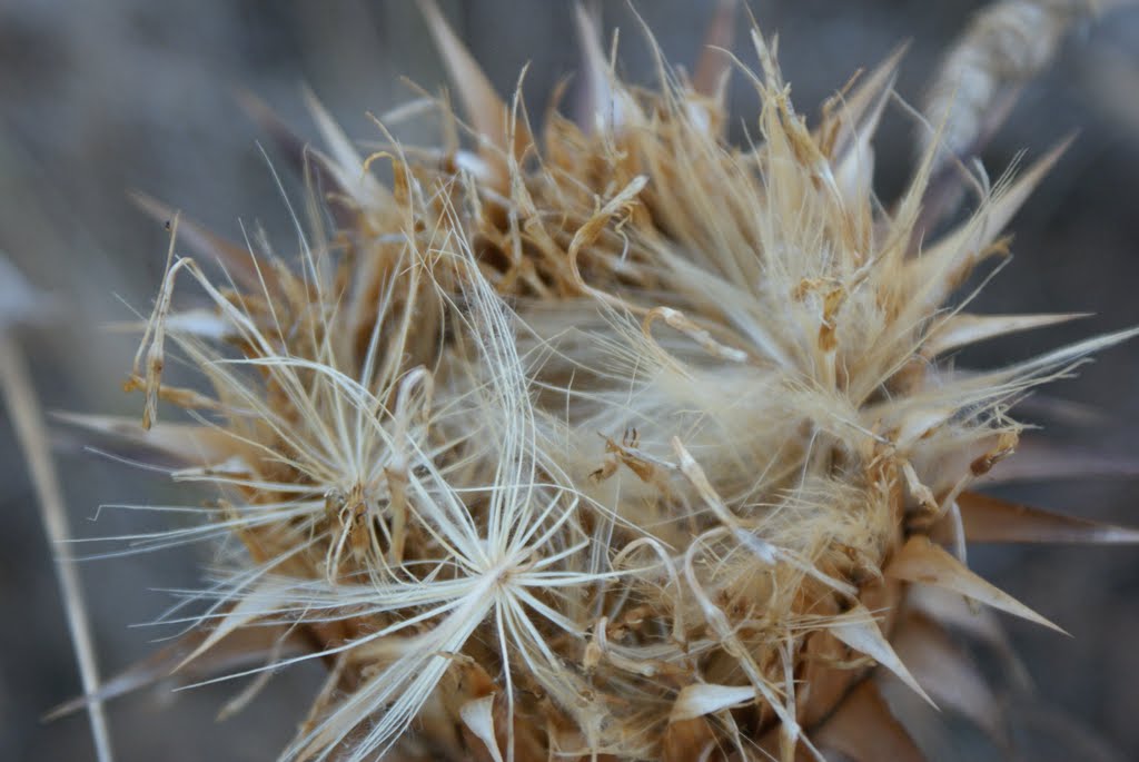 Dry flower by António Torres