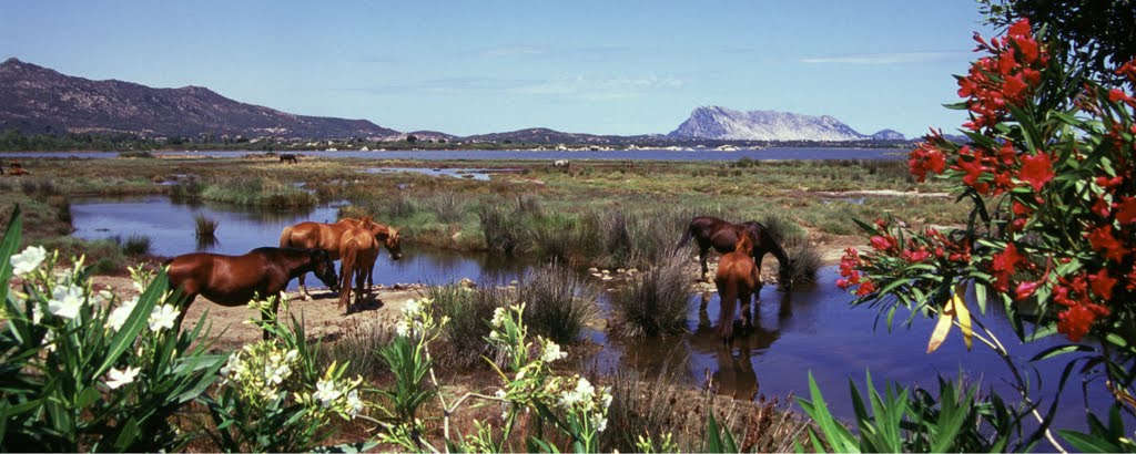 Stagno di San Teodoro - Cavalli al pascolo by dbortola