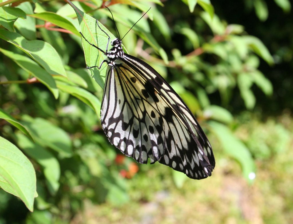 Philippines butterfly 1 2007 by rogerhitching