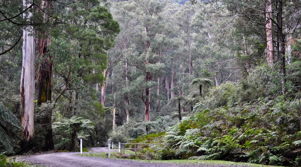 Along the track to Badger Weir by bob.schorer