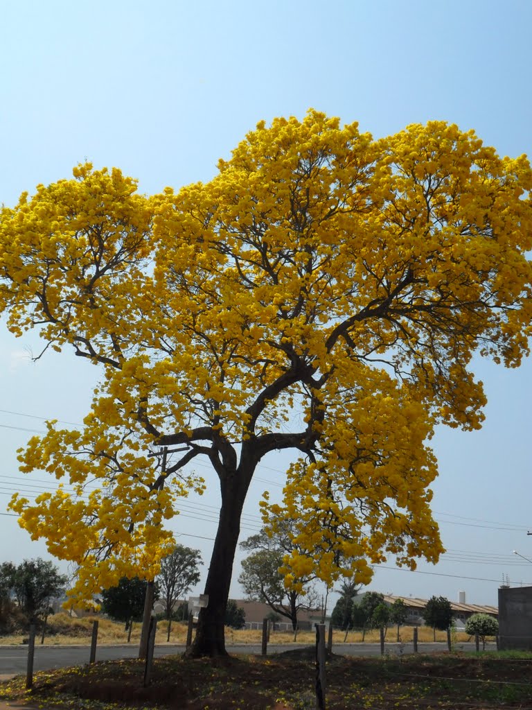 Ipê amarelo by C. F. Tolentino Jr.