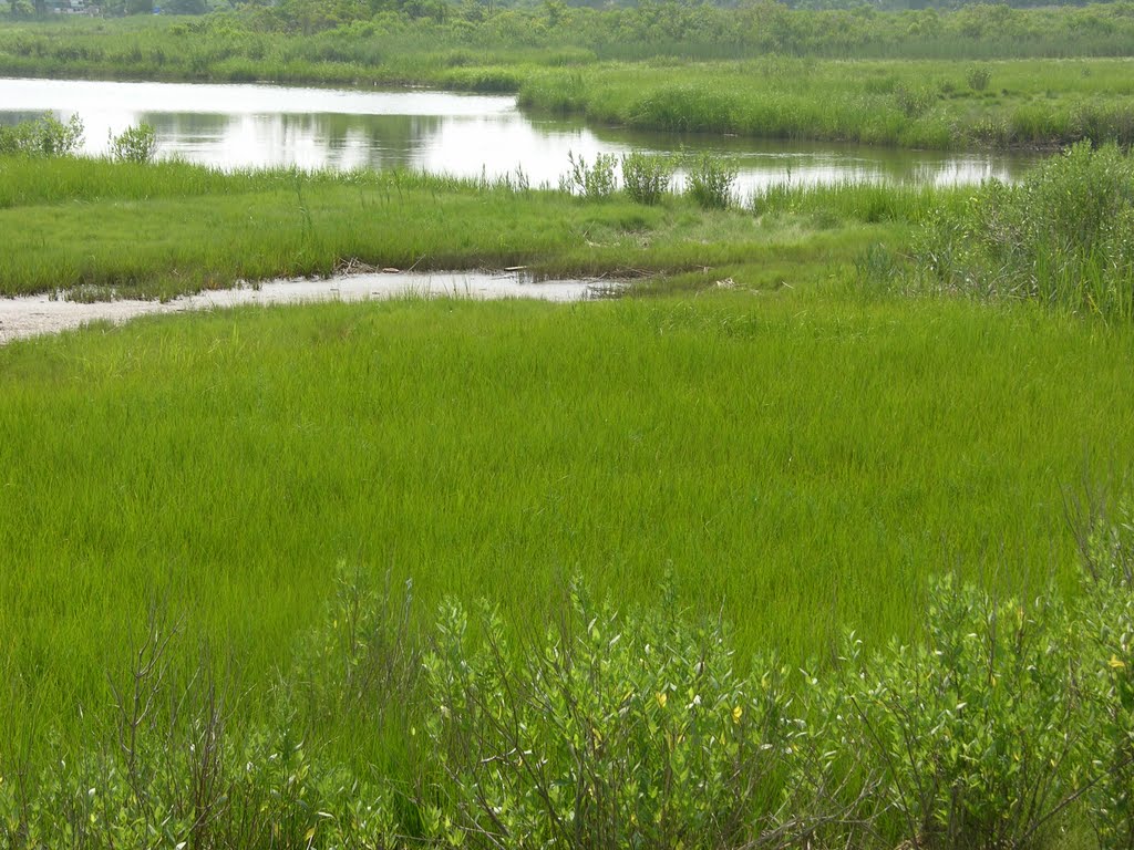 Salt marsh Compton's creek by Parks Eco