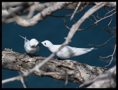 Aves by marcello spadoni