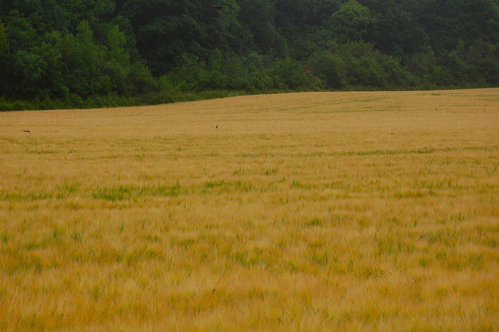 Sur la route d'Ivors by Les Argonautes