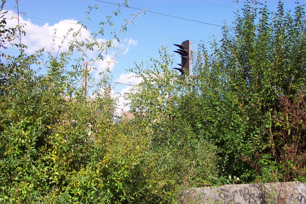 Ausfahrsignal hinter Grünzeug by Hurrug