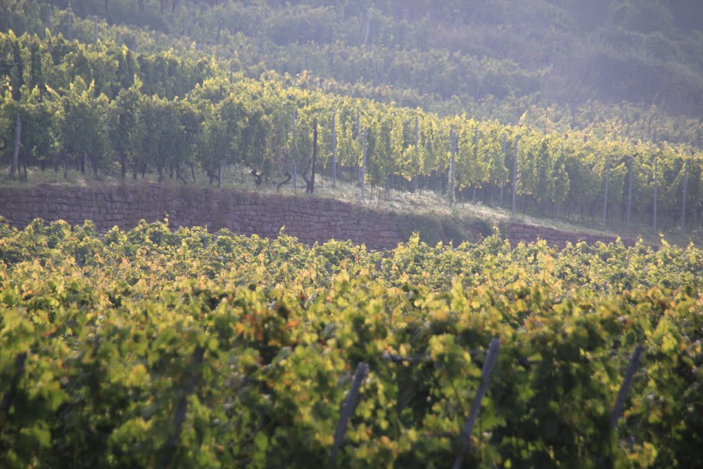 In den Weinbergen bei Großheubach lichtet sich der Morgennebel und die Sonne kommt durch (Ende August 2010) by kdh865