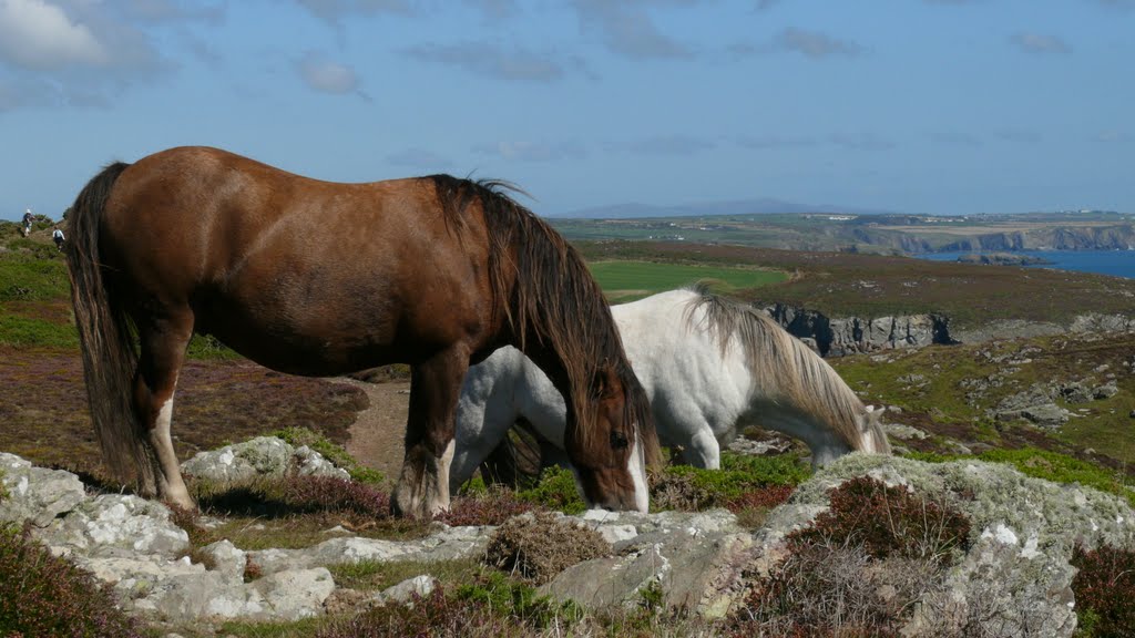 Horses Roaming "Wild" on Pembrokeshire Coastal Path by TerryHD2