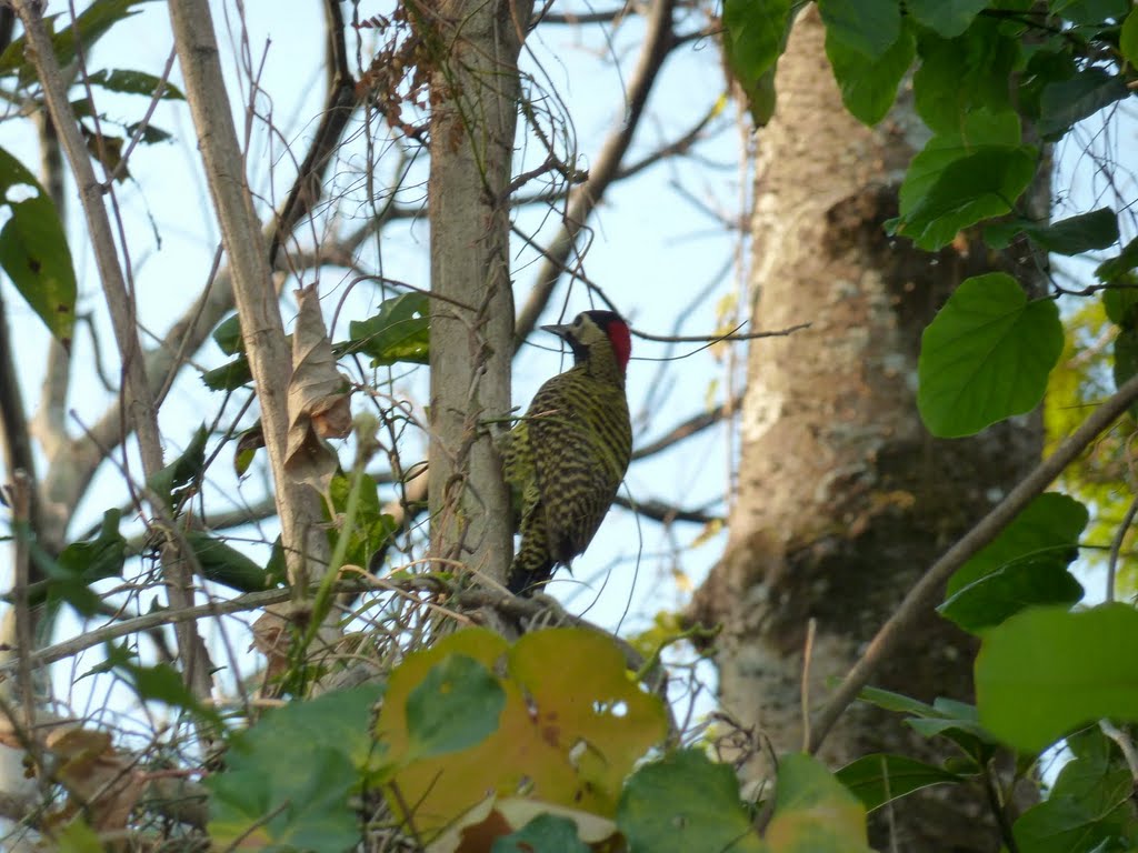 Pájaro carpintero (Pica-pau) Campinas by txantxuio