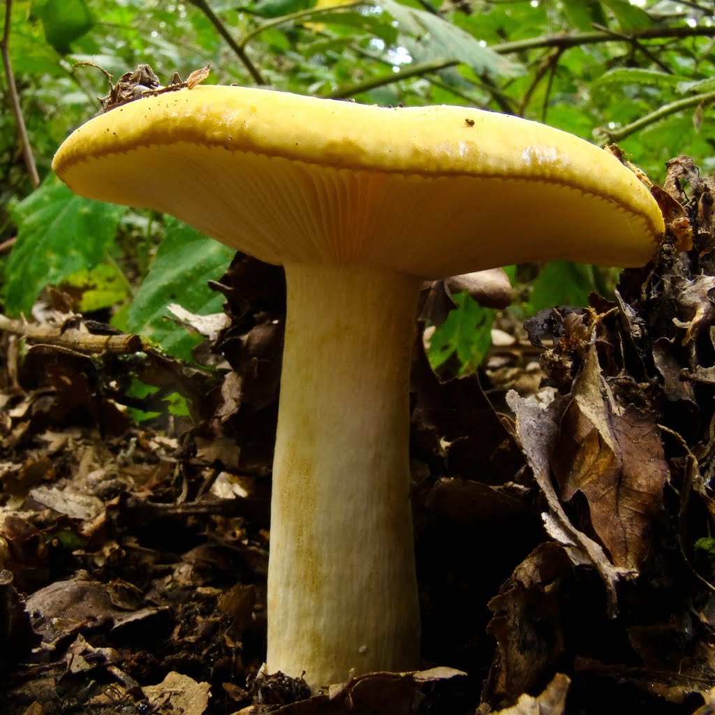 Gele berkenrussula (Russula claroflava) by mzw a.k.a. uaf