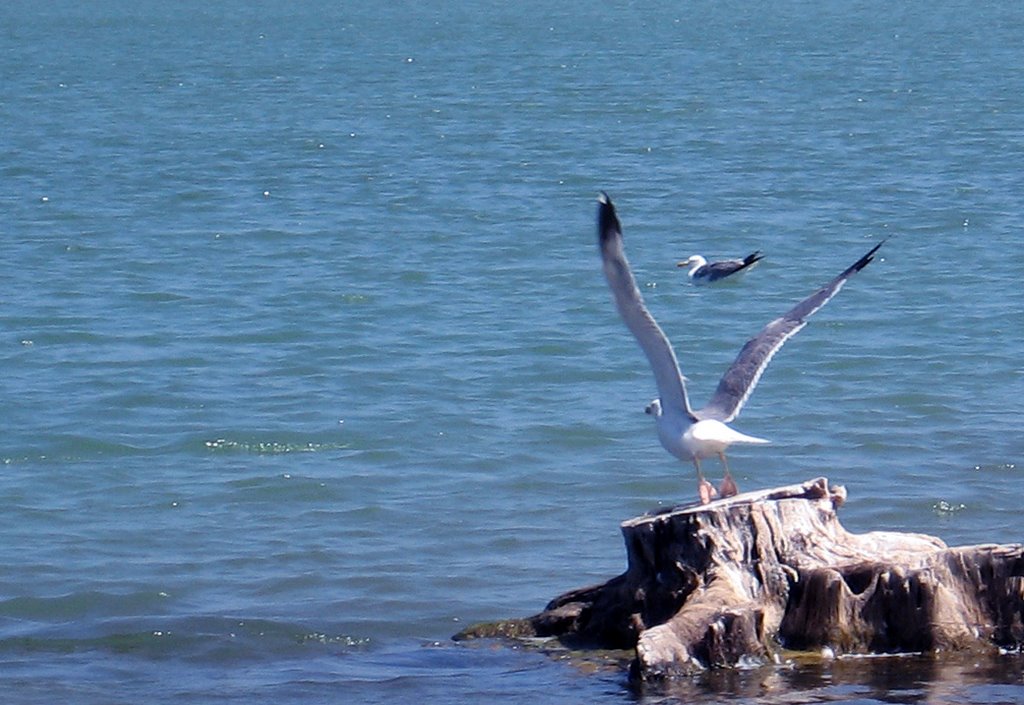 Gaviota en la laguna by Alfredo F. Prades