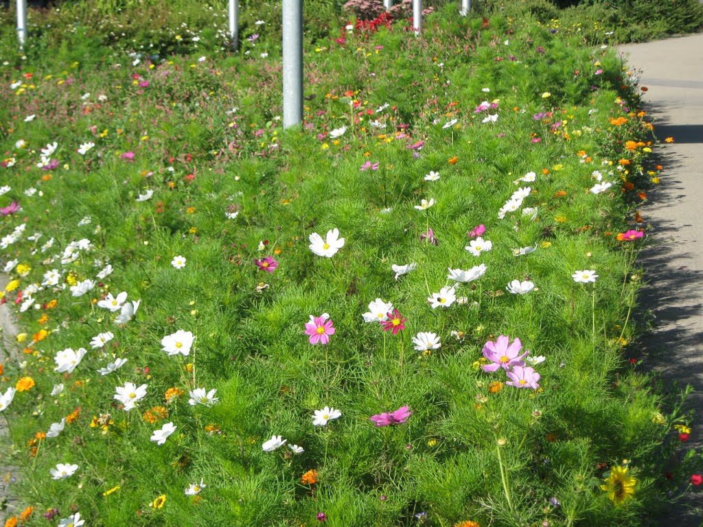 Sehr schöne Bepflanzung in Münsingen by WEOSRA