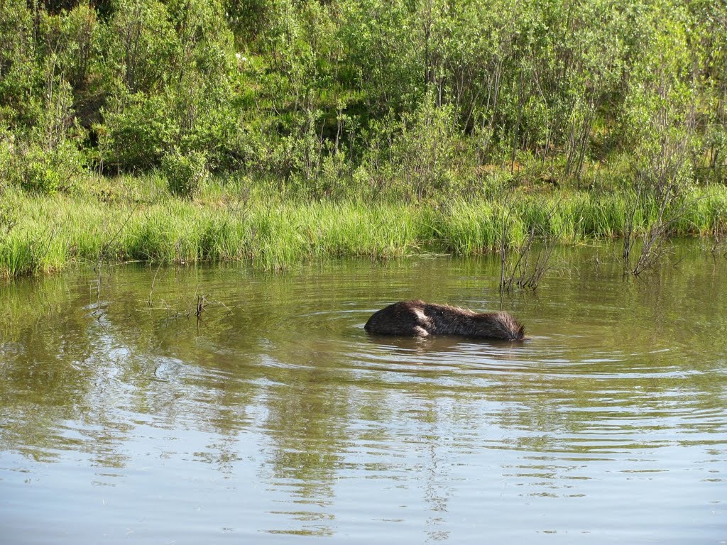 2010-06-25 Moose, diving for dinner. #2 by deanstucker