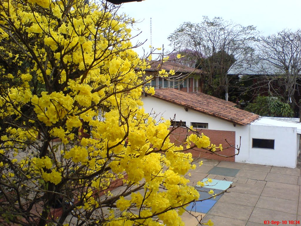 Hermosos lapachos amarillos en el CTN by Julio Ruben Elizeche…