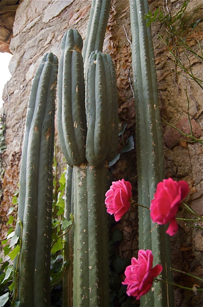 Rosa y Pedro by jopoloco