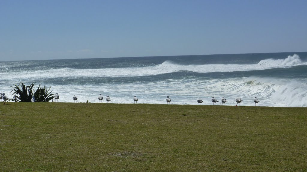 Seagulls at Hastings Point by Badgerise