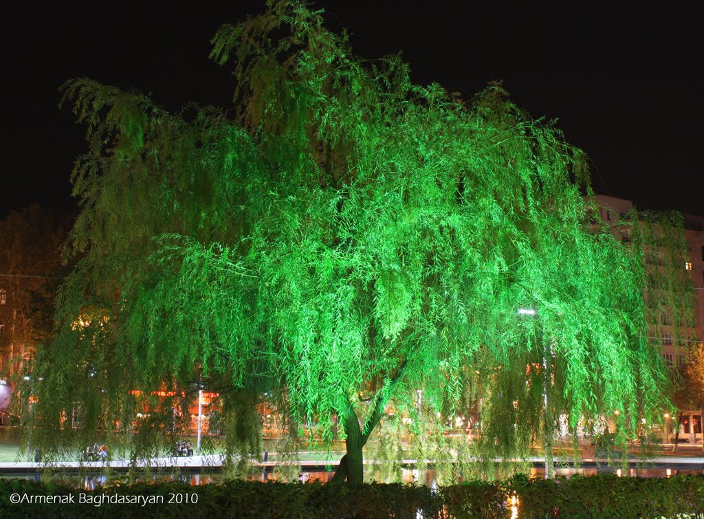 Tree in the night by Karo Manukyan