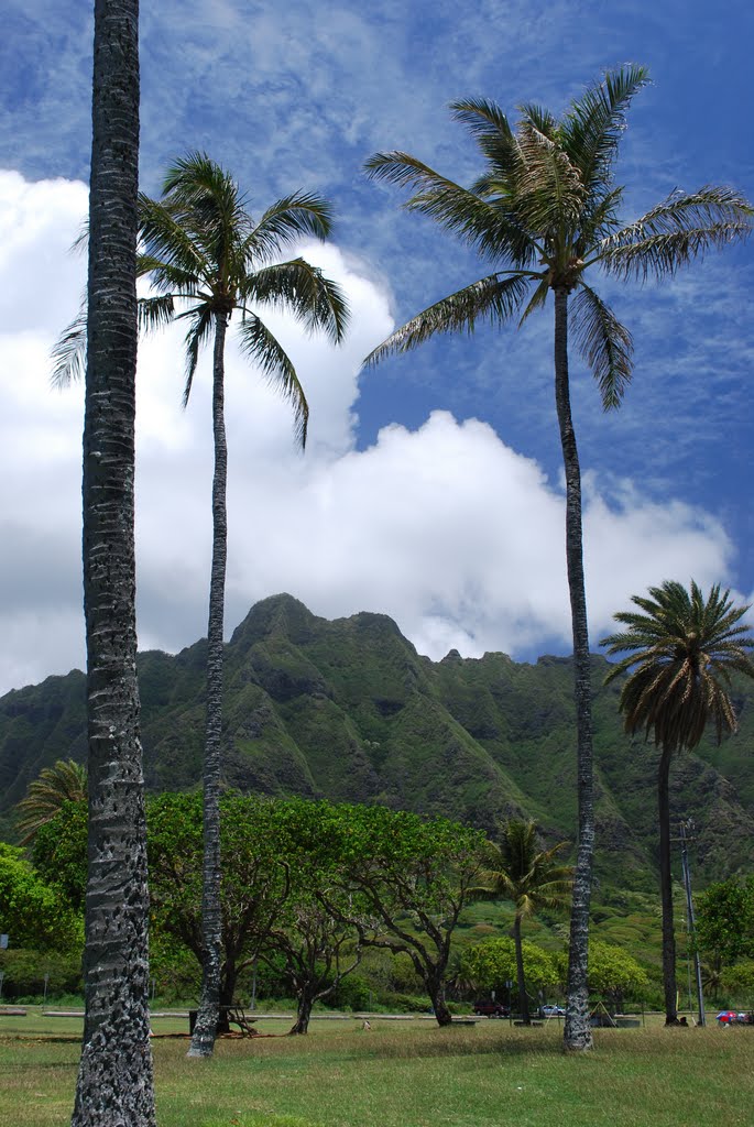 Kualoa Palms & Pali by JoePuget