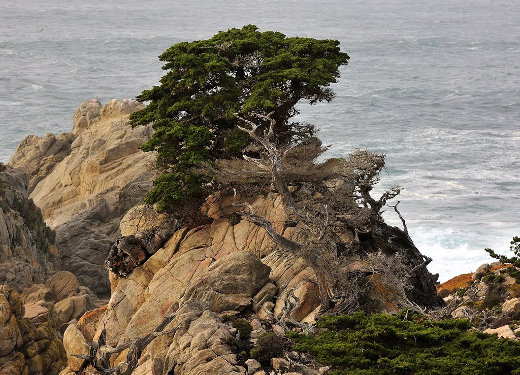 Point Lobos Cypress by rtmisawa