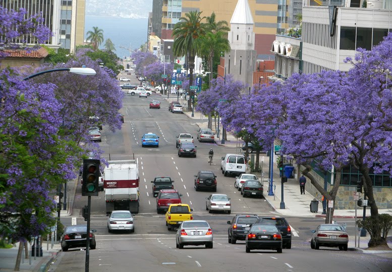 Jacarandas in bloom, Ash Street, San Diego by Fredsky