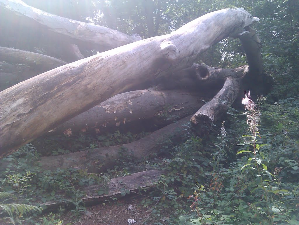 Falle tree, in Clumber Park by mjbratley