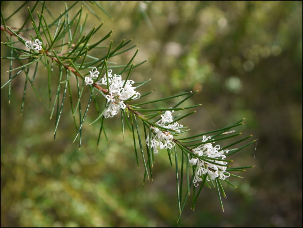 Lomatia silaifolia at Muogamarra by xuan-anh nguyen