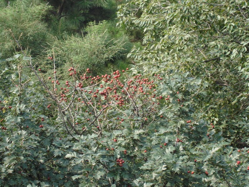 北京香山植物 by lu yuanxin