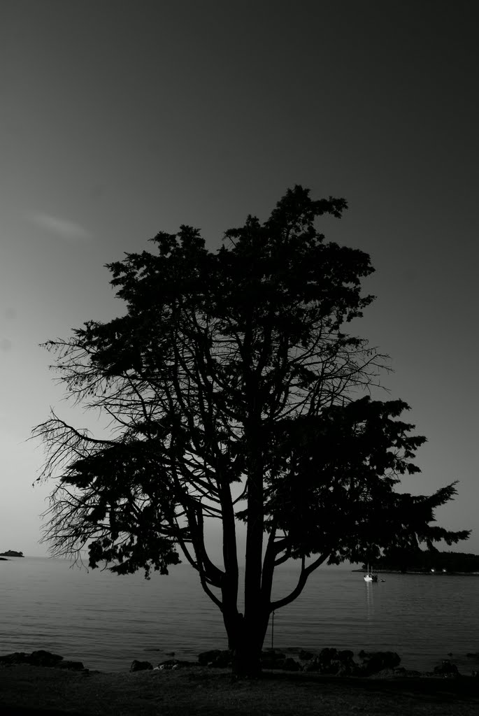 Old tree, Rovinj by Wakataka Society