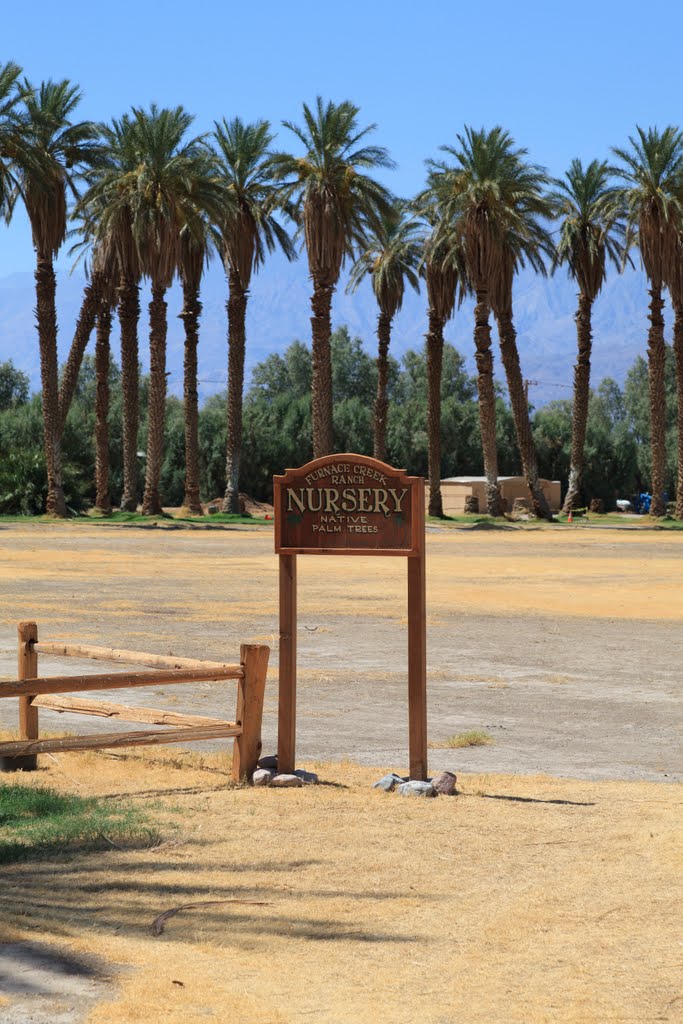 Palm Trees Nursery, Furnace Creek by Joseph Saman