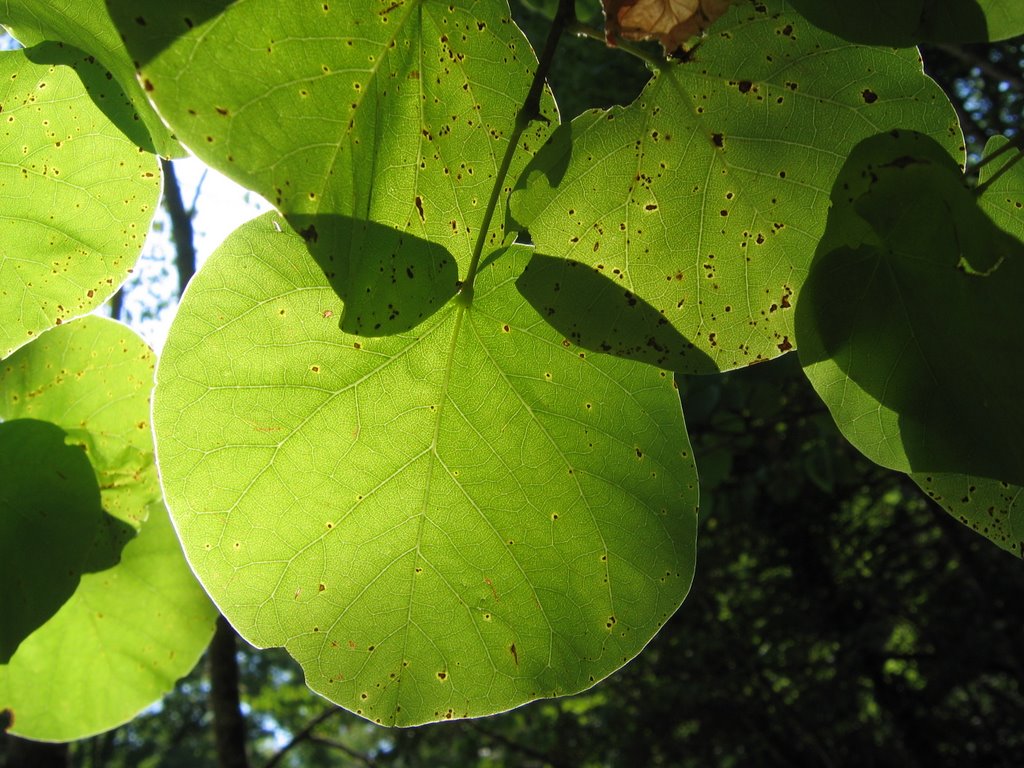 Leaves by Αλέξανδρος Σδούκος