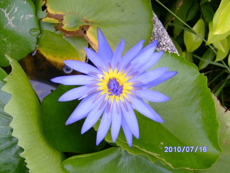 Lotus flower(Dok Bua) at Homeland 2 by korat-DK