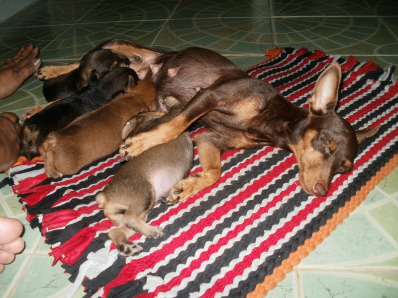 Puppies of a Chihuahua and "unknow father" by korat-DK