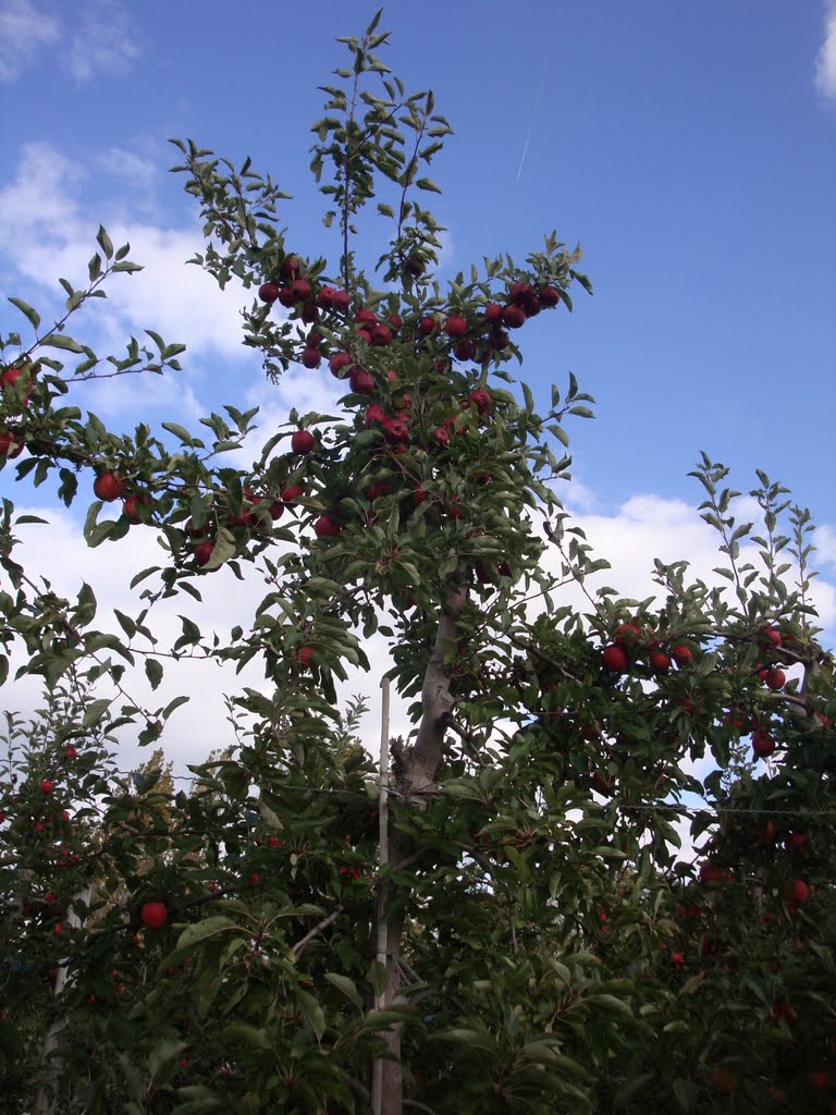 Chudleigh's Apple Farm by murrjo