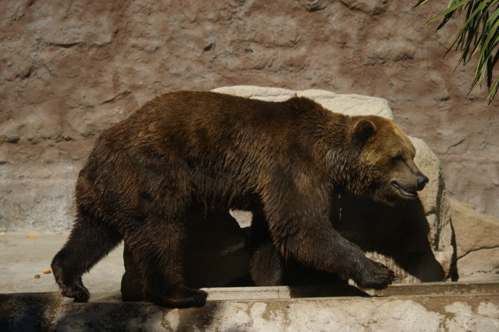 Urso pardo by pedro magalhães