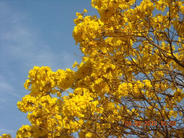 LAPACHO AMARILLO 2010-12 by Alberto Benitez