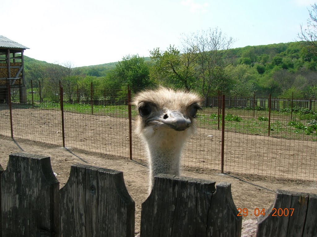 Ostrich at Celic Dere Monastery by raduconstantin