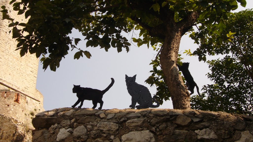 "Cats" at Malcesine by Martin Gotter