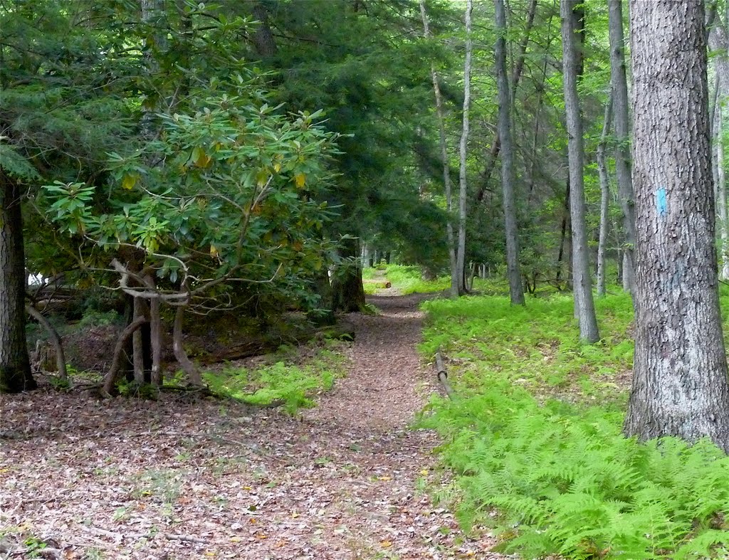 North Country Trail by tdistefano