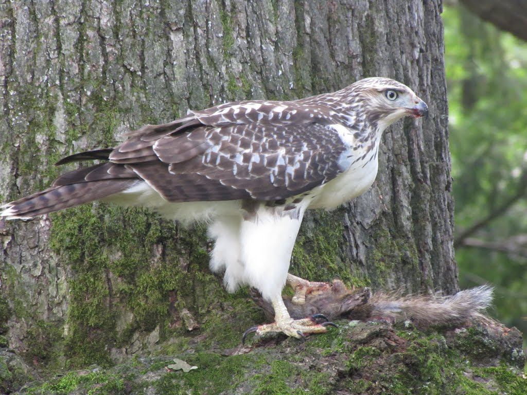 Hawk at College of Wooster by Natan