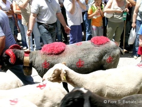 Ricigliano (SA), La "turniata" di San Vito 2007. by Fiore Silvestro Barb…