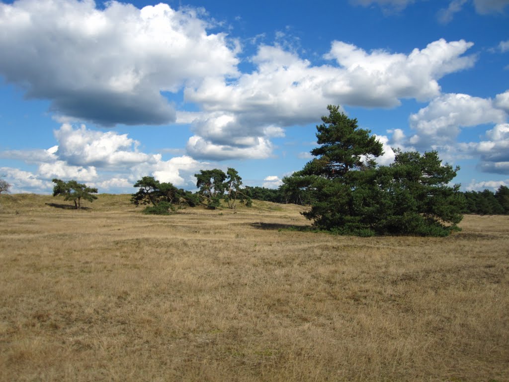 Veluwe de pollen 4 september 2010 by Aad (A.F.) Huf