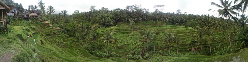 Terrace rice padi fields by qwertym