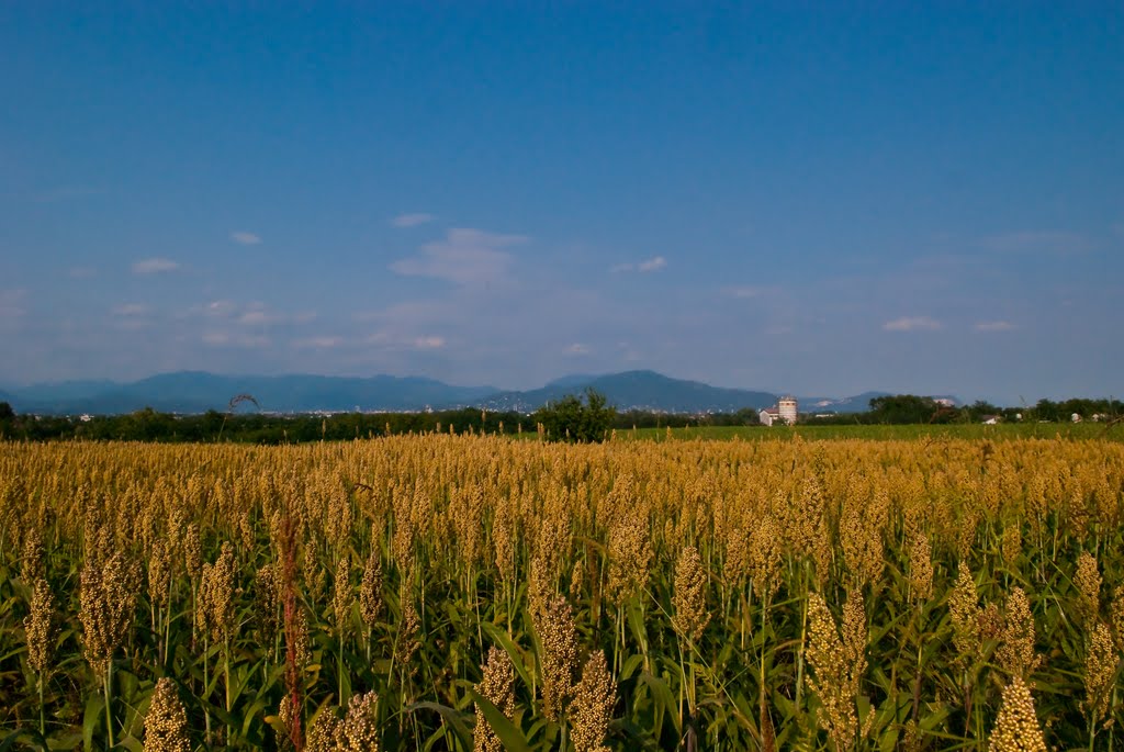 Campagna Bresciana by Francesco Zanardini