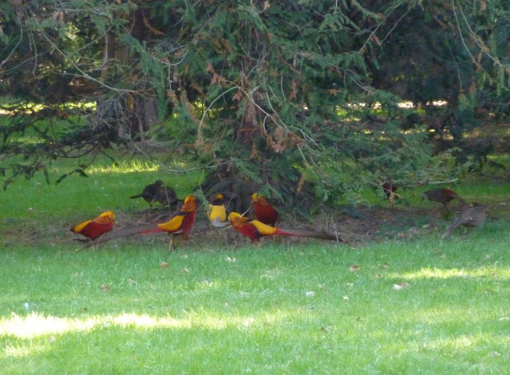 Golden pheasants, Kew Gardens by Anthony Belfrage