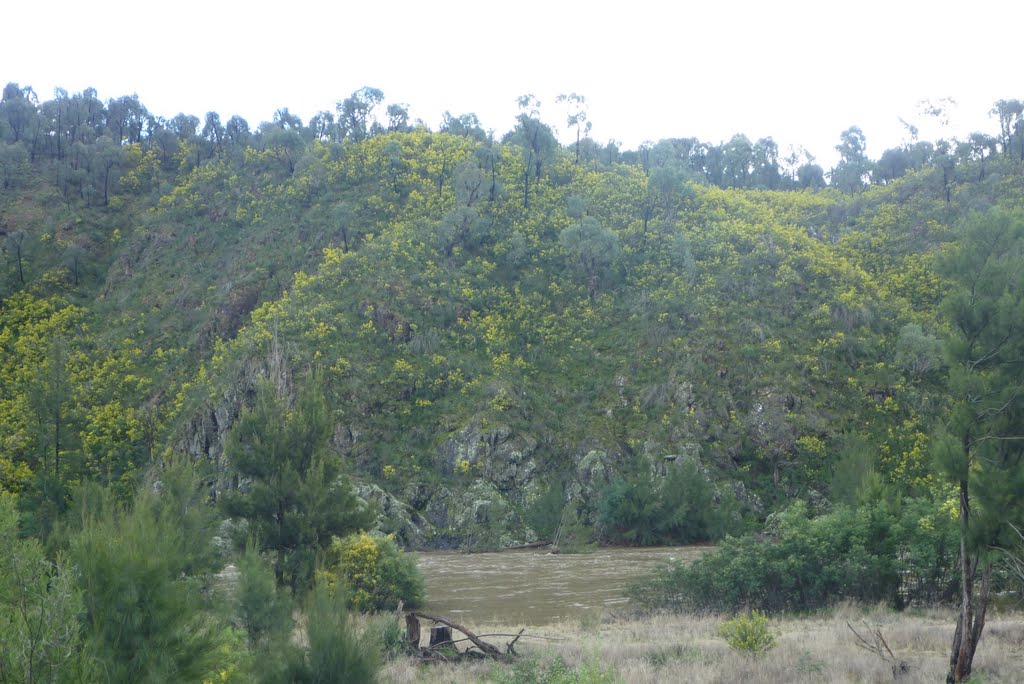 Early Spring in the Murrumbidgee River Corridor by V.J. Munslow